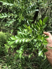 Zanthoxylum avicennae