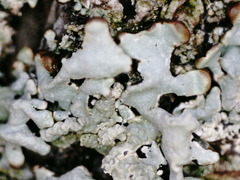 Hypogymnia farinacea