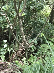 Zanthoxylum avicennae