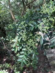 Zanthoxylum avicennae