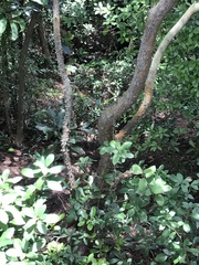 Zanthoxylum avicennae