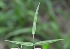 Orbexilum pedunculatum