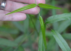 Orbexilum pedunculatum