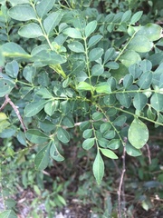 Zanthoxylum avicennae