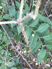Zanthoxylum avicennae