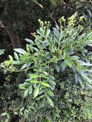 Zanthoxylum avicennae