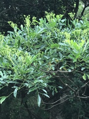 Zanthoxylum avicennae