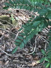 Zanthoxylum avicennae