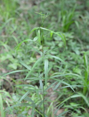 Orbexilum pedunculatum