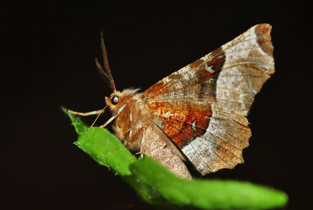 Purple Thorn, photo 1 of 8