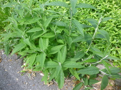Buddleja