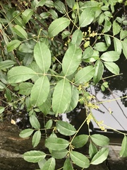 Zanthoxylum nitidum