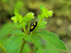 Ptosima gibbicollis