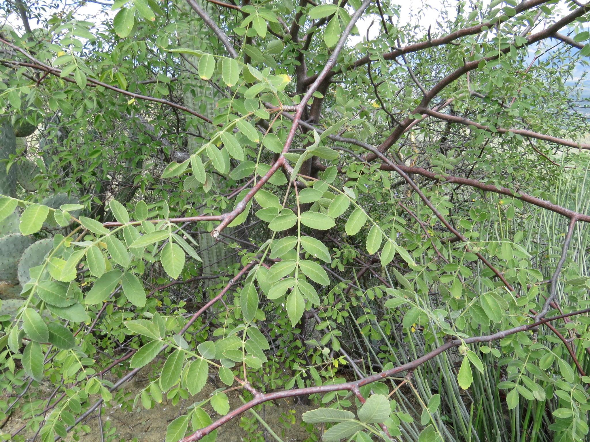 Bursera submoniliformis · iNaturalist