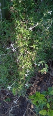 Bouvardia erecta