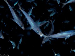 Trachurus picturatus