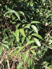 Zanthoxylum nitidum