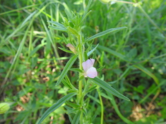 Misopates