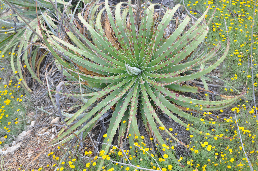 ヘクチア Hechtia 'Bill Paylen's Brother' ⑵ Visiting Mr. Hechtia, Andy Siekkinen