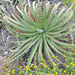 Hechtia - Photo (c) johnwilliams, some rights reserved (CC BY-NC), uploaded by johnwilliams