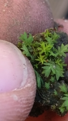 Bryophyta