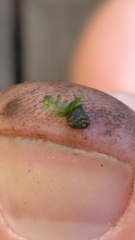 Bryophyta