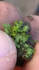 Bryophyta