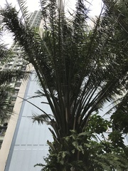 Arenga pinnata