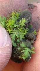 Bryophyta