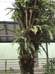 Arenga pinnata