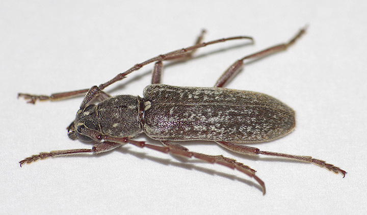 Anelaphus subinermis
