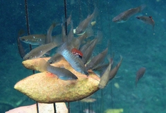 Poecilia orri