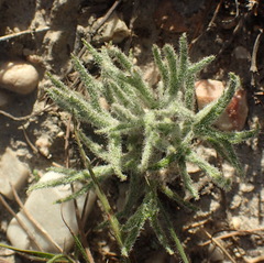 Eriospermum dregei