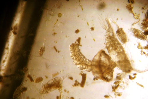 Genus Polygordius · iNaturalist