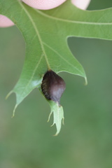 Dryocosmus quercusnotha