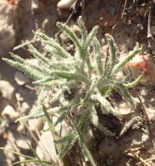 Eriospermum dregei