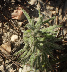 Eriospermum dregei