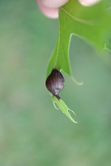 Dryocosmus quercusnotha