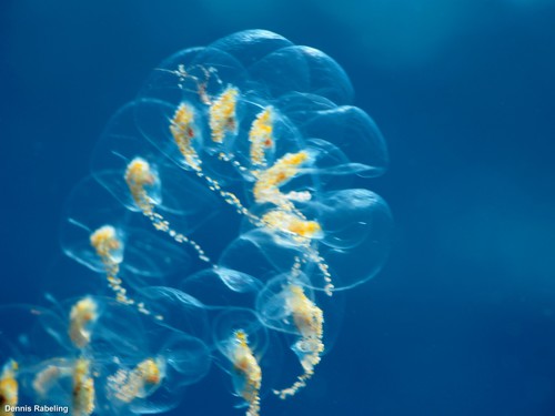 photo of Salps (Salpida)