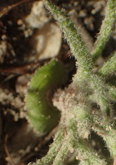 Eriospermum dregei