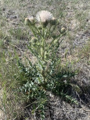 Cirsium cymosum