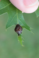 Dryocosmus quercusnotha