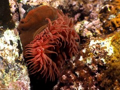 Actinia nigropunctata