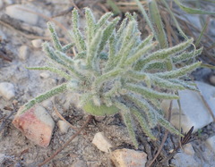 Eriospermum dregei
