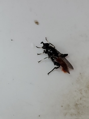Xylota bicolor