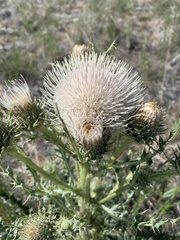 Cirsium cymosum