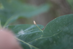Andricus chinquapin