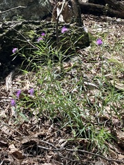Liatris compacta