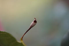 Andricus chinquapin
