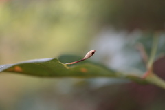 Andricus chinquapin
